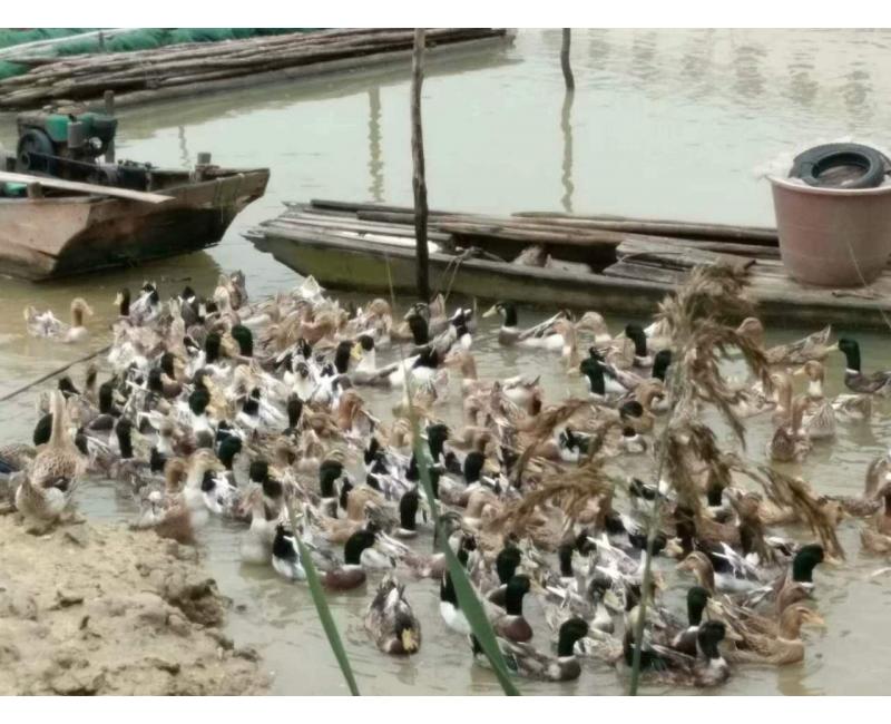 純放養(yǎng)青頭鴨、三那土雞、鳳尾菇 原生態(tài)產(chǎn)品